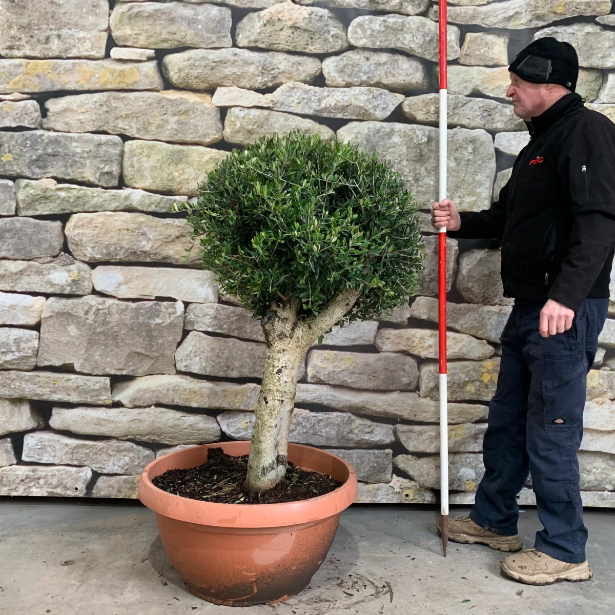 Beautiful Mature Clipped Olive Fruit Tree Specimen 18089