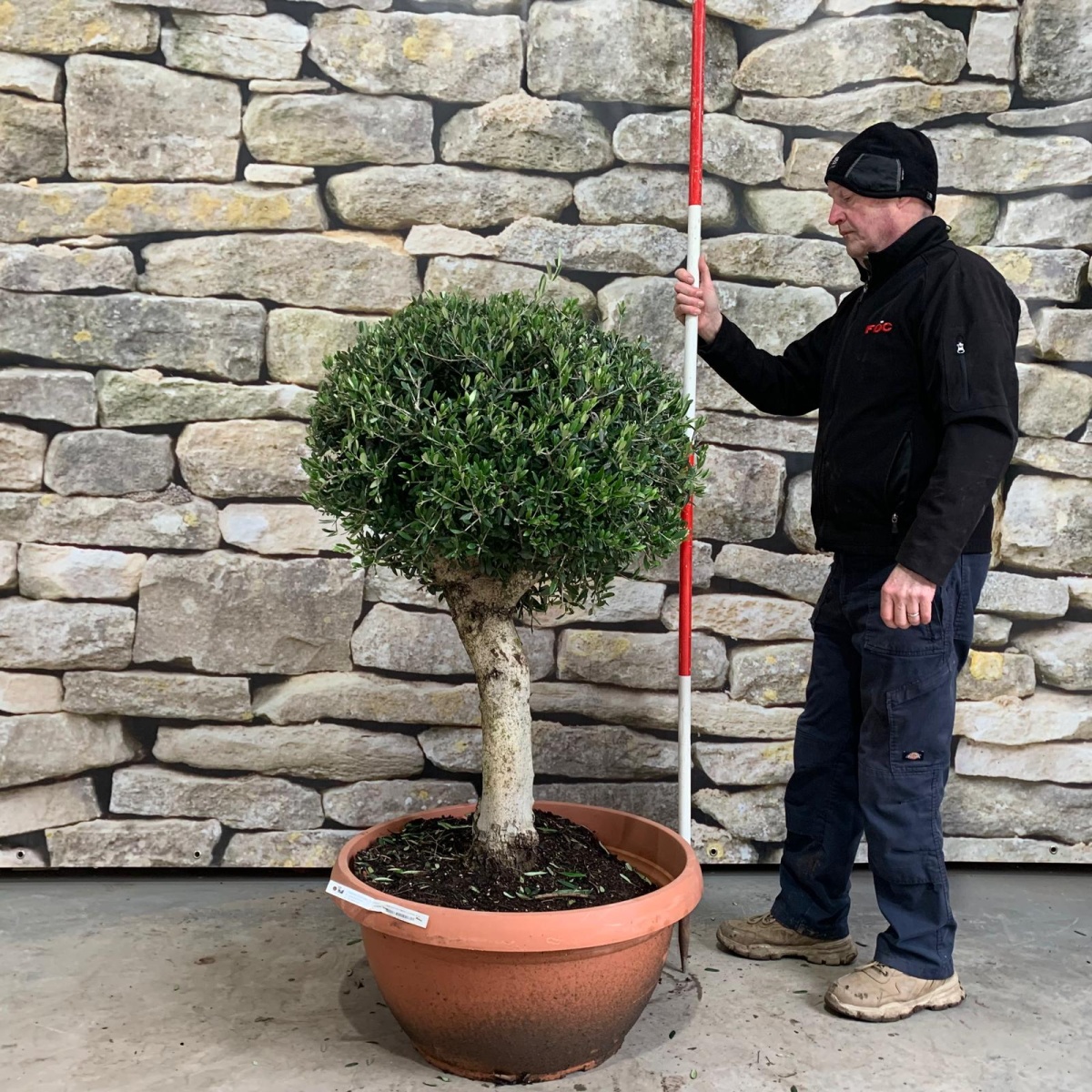 Beautiful Mature Clipped Olive Fruit Tree Specimen 18090