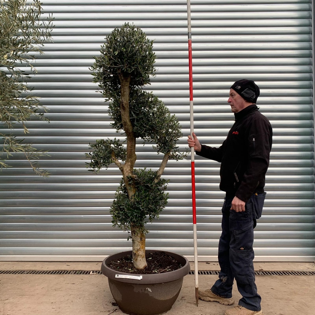 Super Pom Pom Form Olive Fruit Tree Specimen 18093