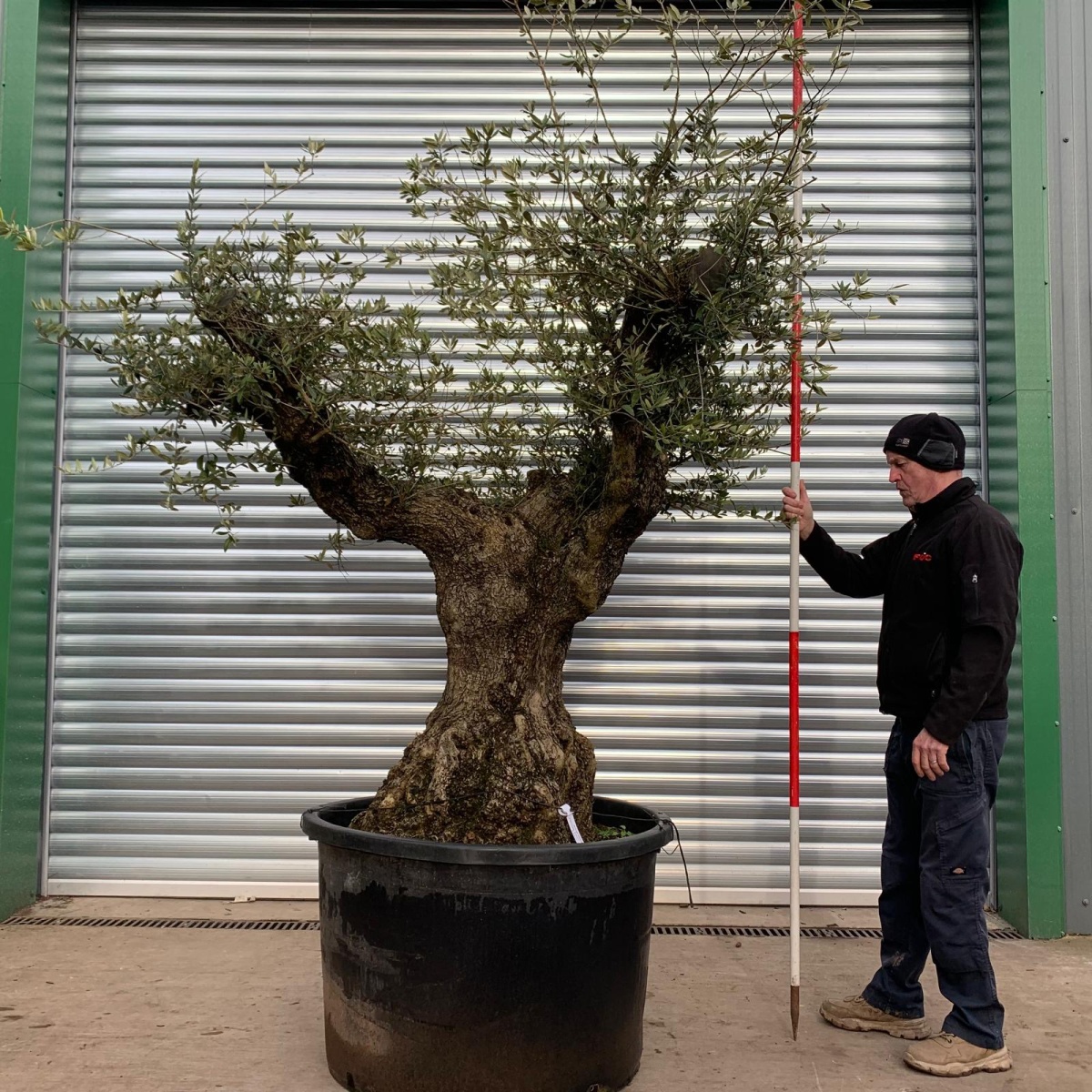 Beautiful Wild Looking Natural Old Olive Fruit Tree Specimen 18094