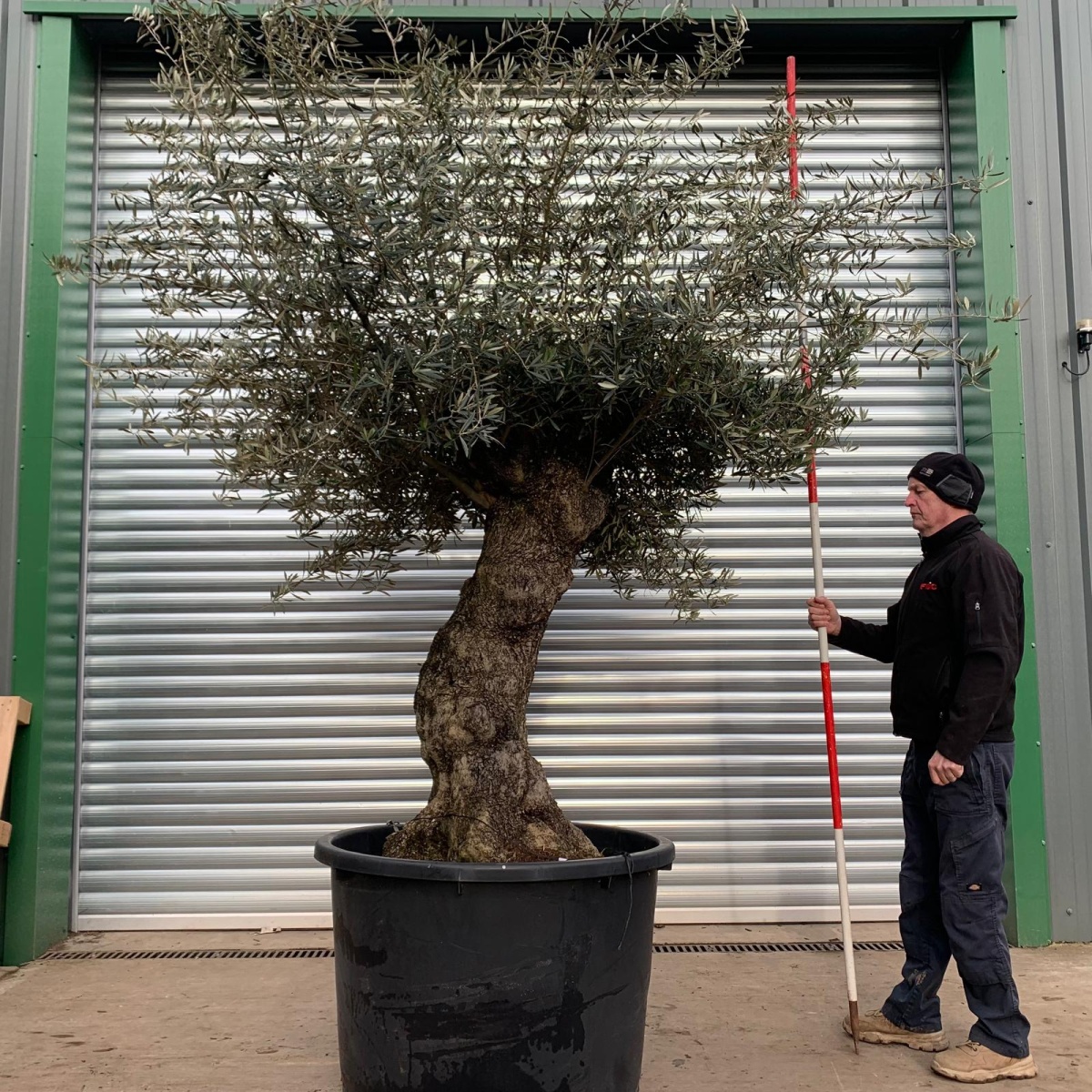 Beautiful Old Olive Fruit Tree Specimen 18095