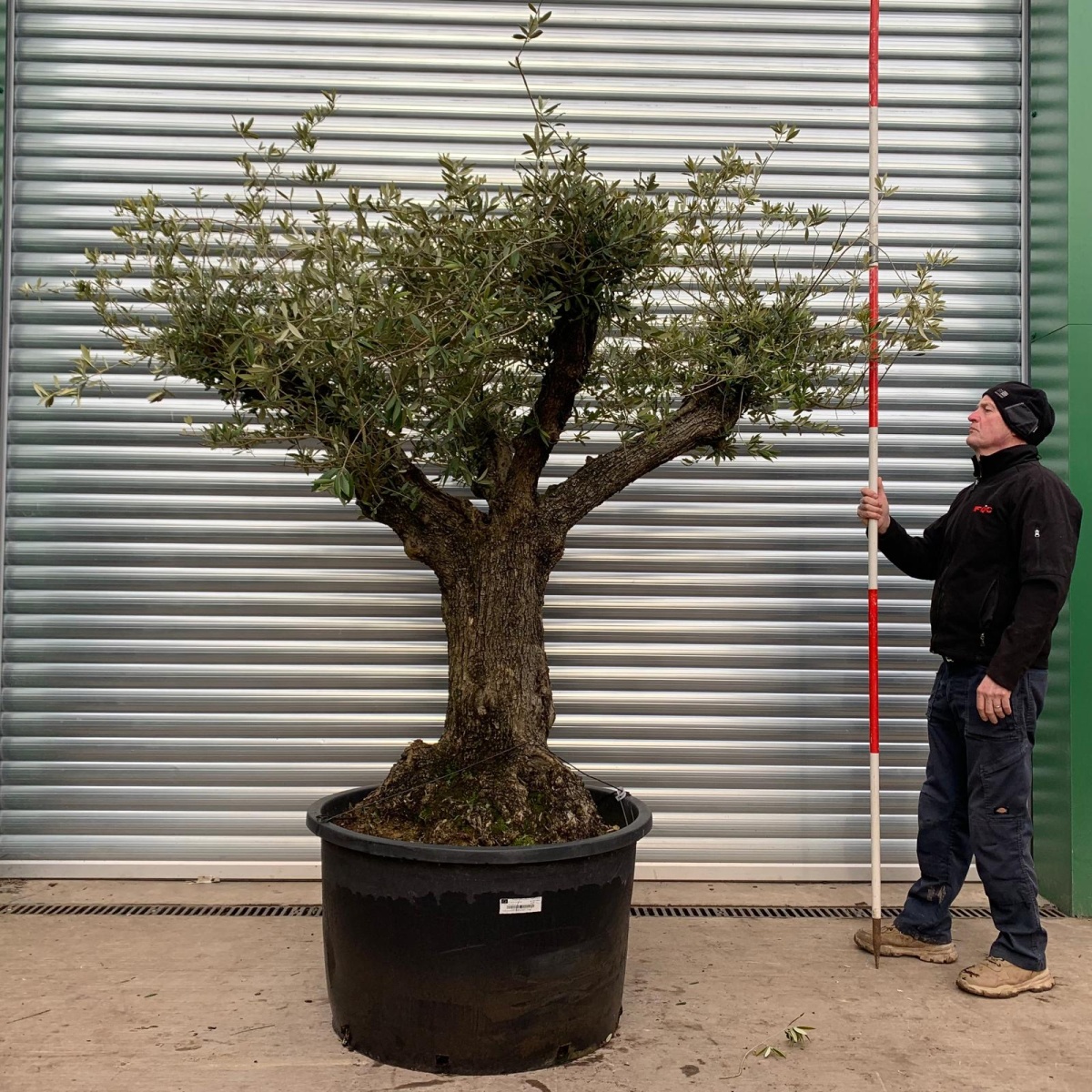 Beautiful Old Olive Fruit Tree Specimen - Pruned and ready to grow 18096