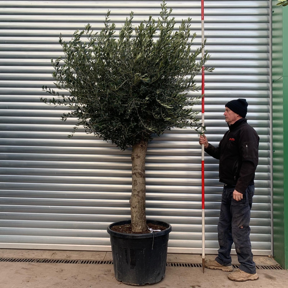 Beautiful Mature Olive Fruit Tree Specimen 18129