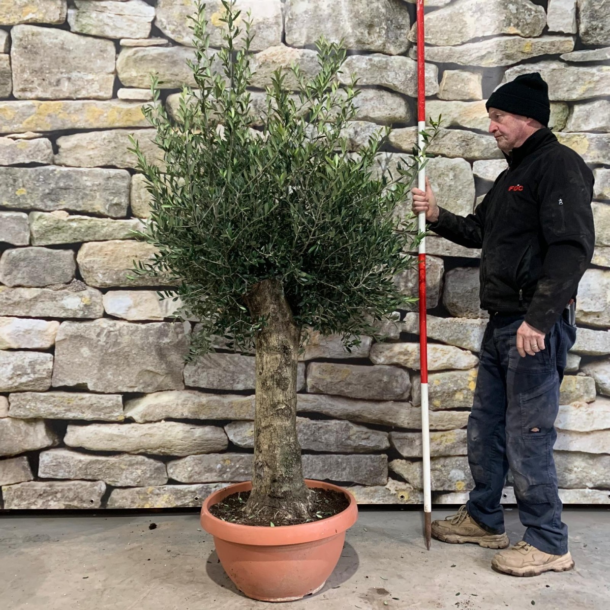 Lovely Gnarly Olive Fruit Tree in our Bowl Format - 18136