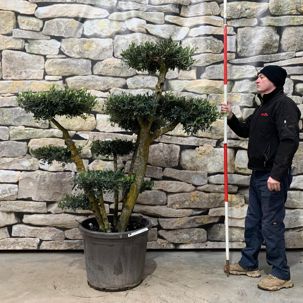 Super Mature Olive Fruit Tree Cloud Specimen 18138