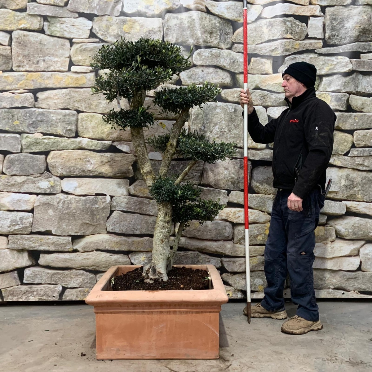 Wonderful Mature Olive Fruit Tree Cloud Specimen with our handmade Tuscan Terracotta Cube 18143