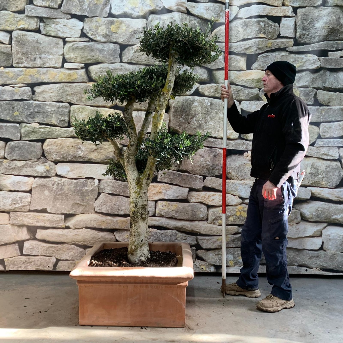 Wonderful Mature Olive Fruit Tree Cloud Specimen with our handmade Tuscan Terracotta Cube 18144v