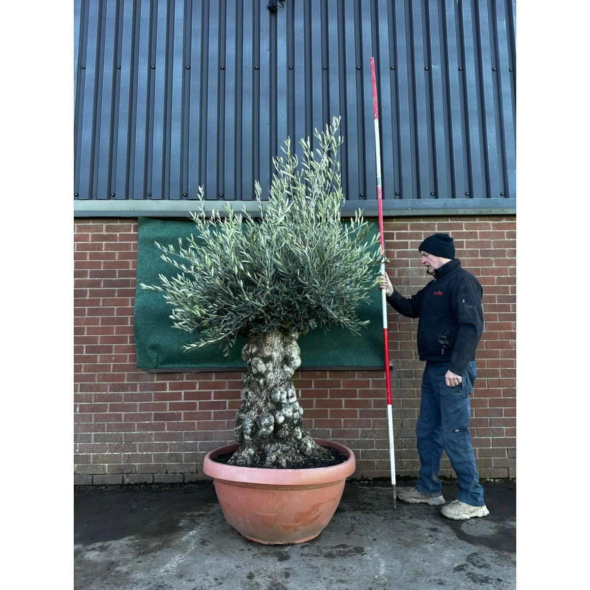 Beautiful Gnarly Olive Fruit Tree in our Bowl Format - 18148