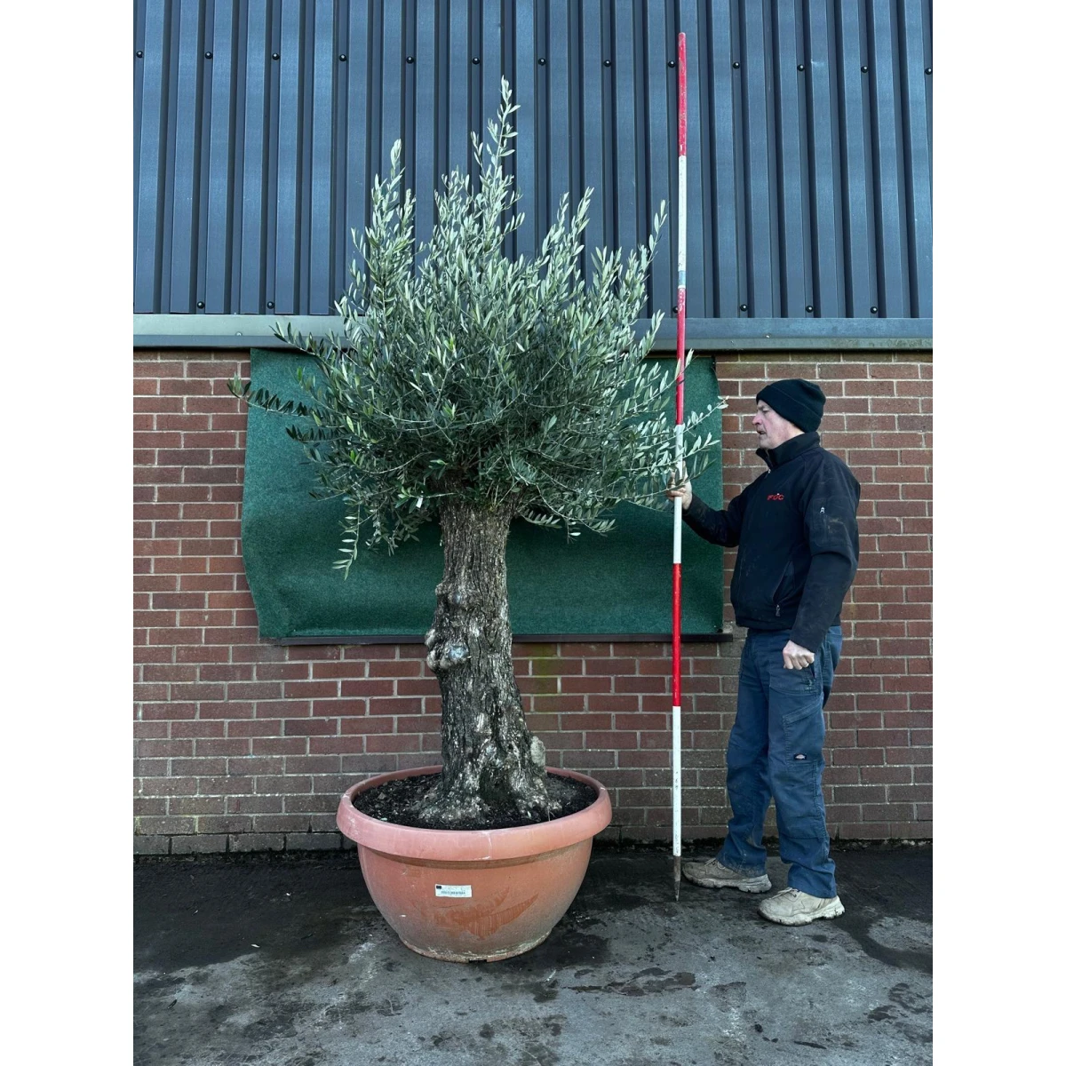 Super Gnarly Olive Fruit Tree in our Bowl Format - 18149