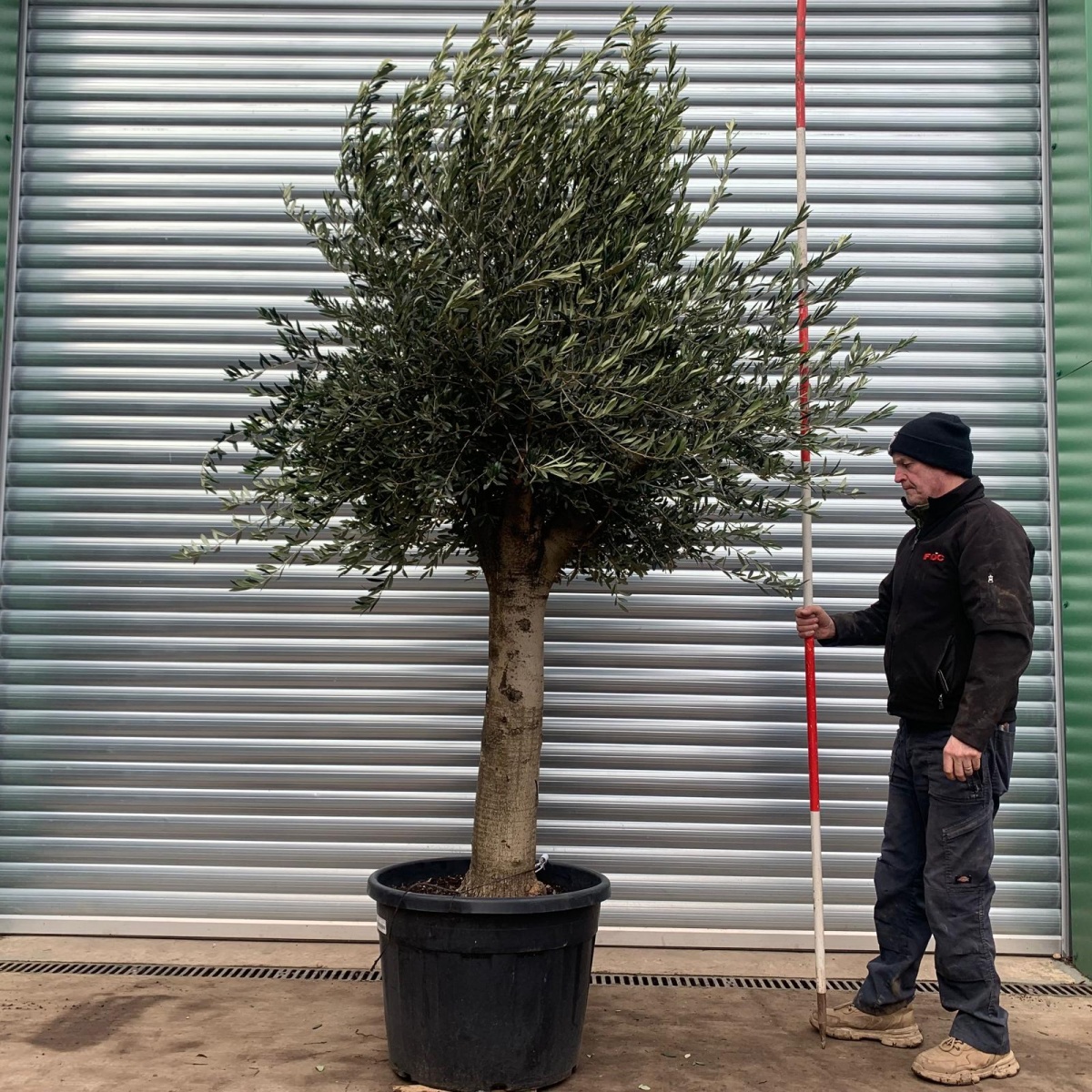 Super Mature Olive Fruit Tree Specimen 18210