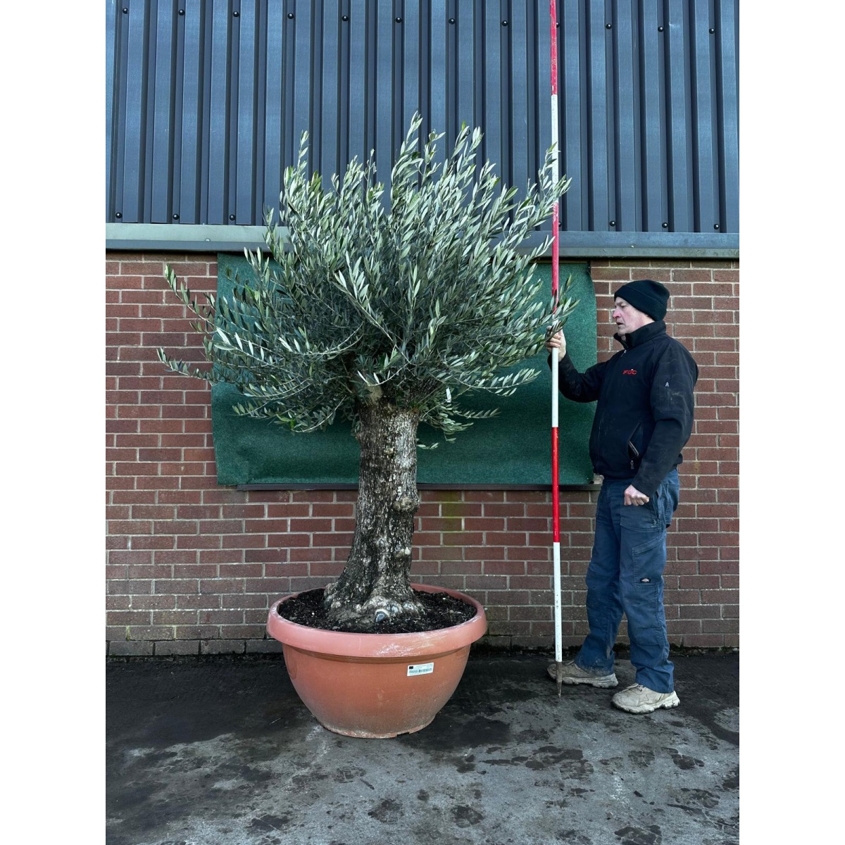 Super Gnarly Olive Fruit Tree in our Bowl Format - 18217