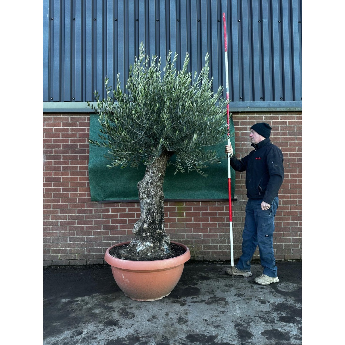 Stunning Gnarly Olive Fruit Tree in our Bowl Format - 18218