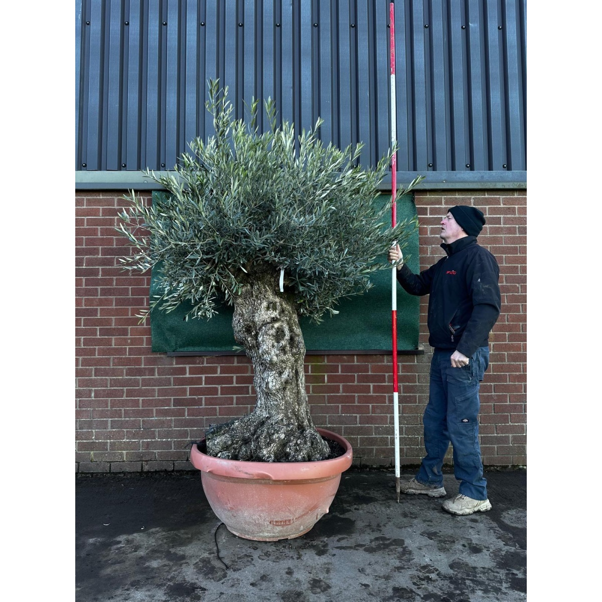 Stunning Gnarly Olive Fruit Tree in our Bowl Format - 18219