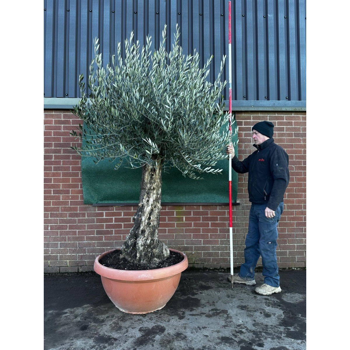 Amazing Gnarly Olive Fruit Tree in our Bowl Format - 18220