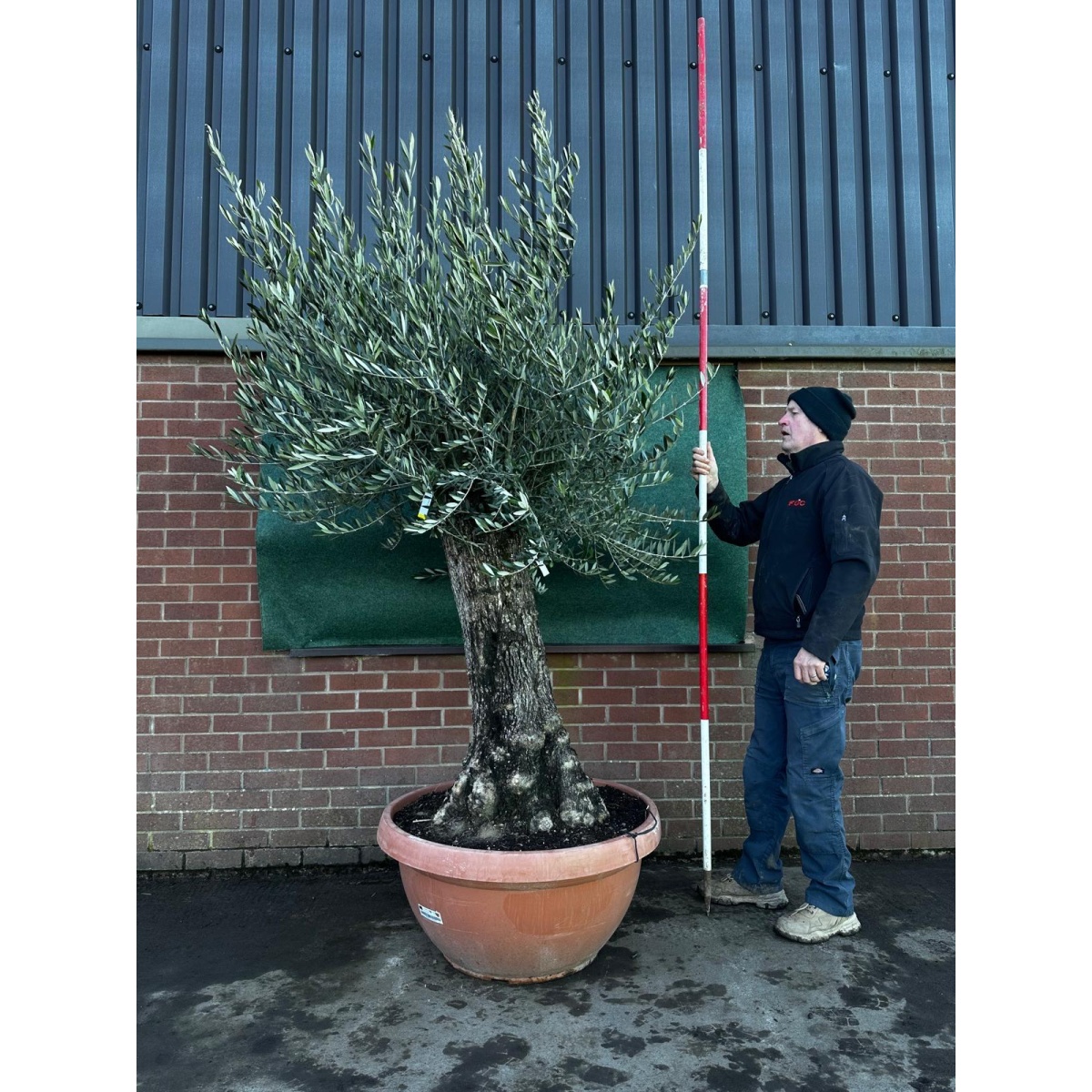 Amazing Gnarly Olive Fruit Tree in our Bowl Format - 18221