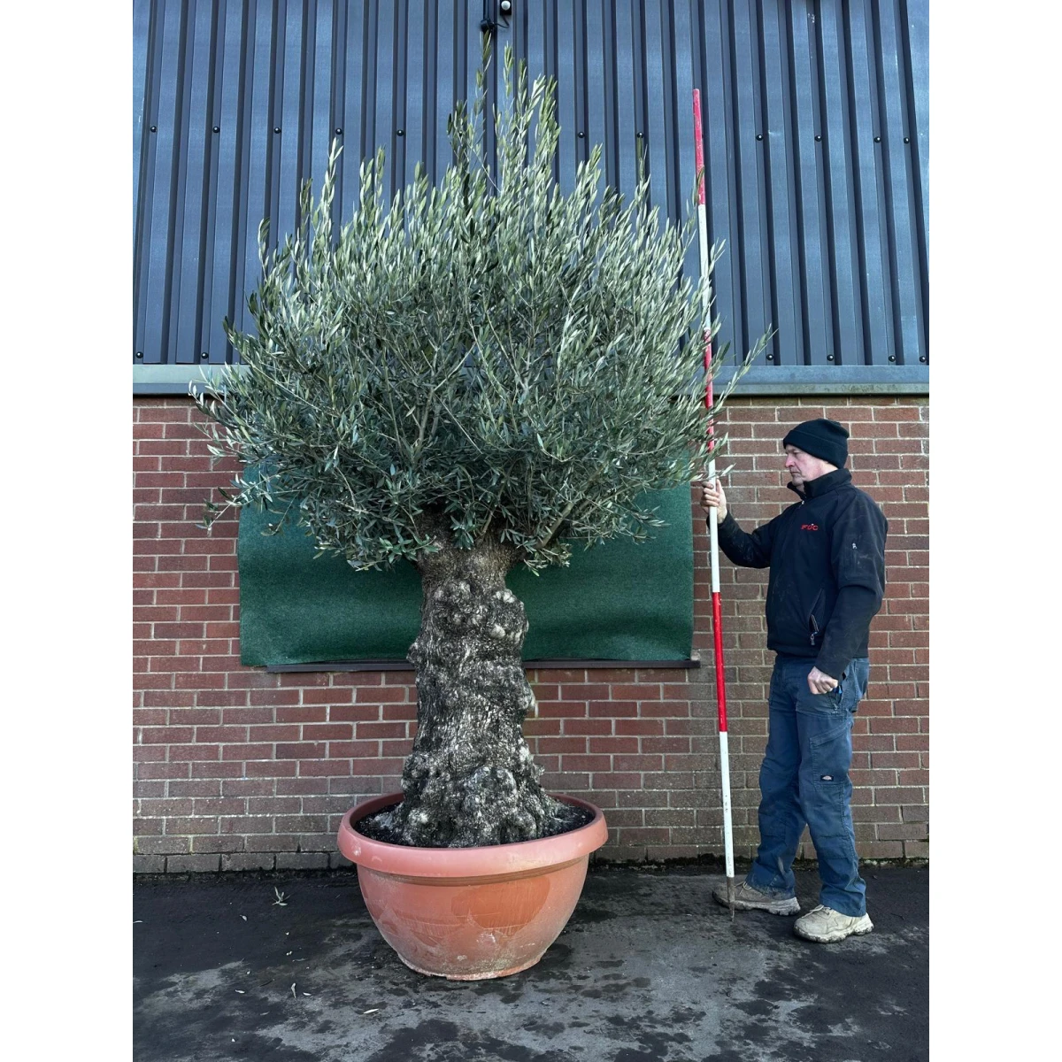 Wonderful Gnarly Olive Fruit Tree in our Bowl Format - 18225