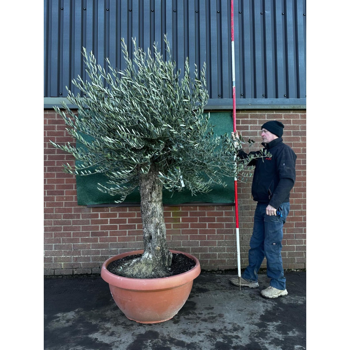 Super Gnarly Olive Fruit Tree in our Bowl Format - 18226