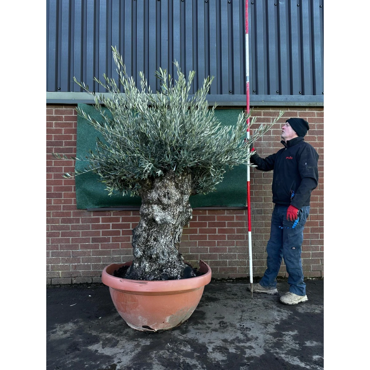 Fabulous Gnarly Olive Fruit Tree in our Bowl Format - 18227