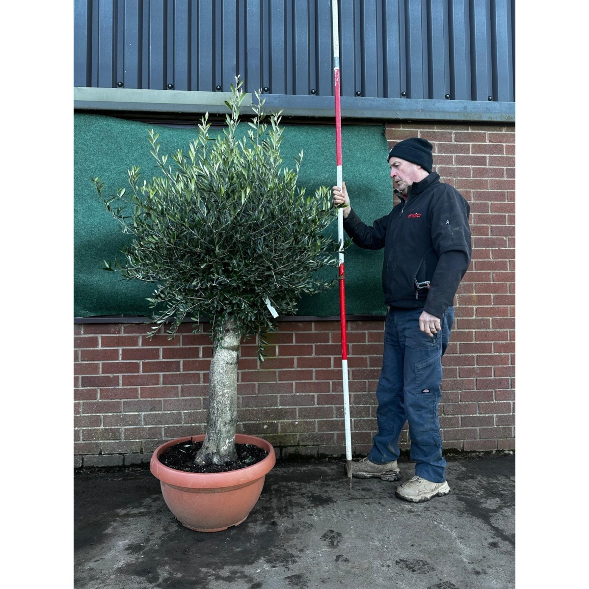 Fabulous Mature Olive Fruit Tree in our Bowl Format - 18228