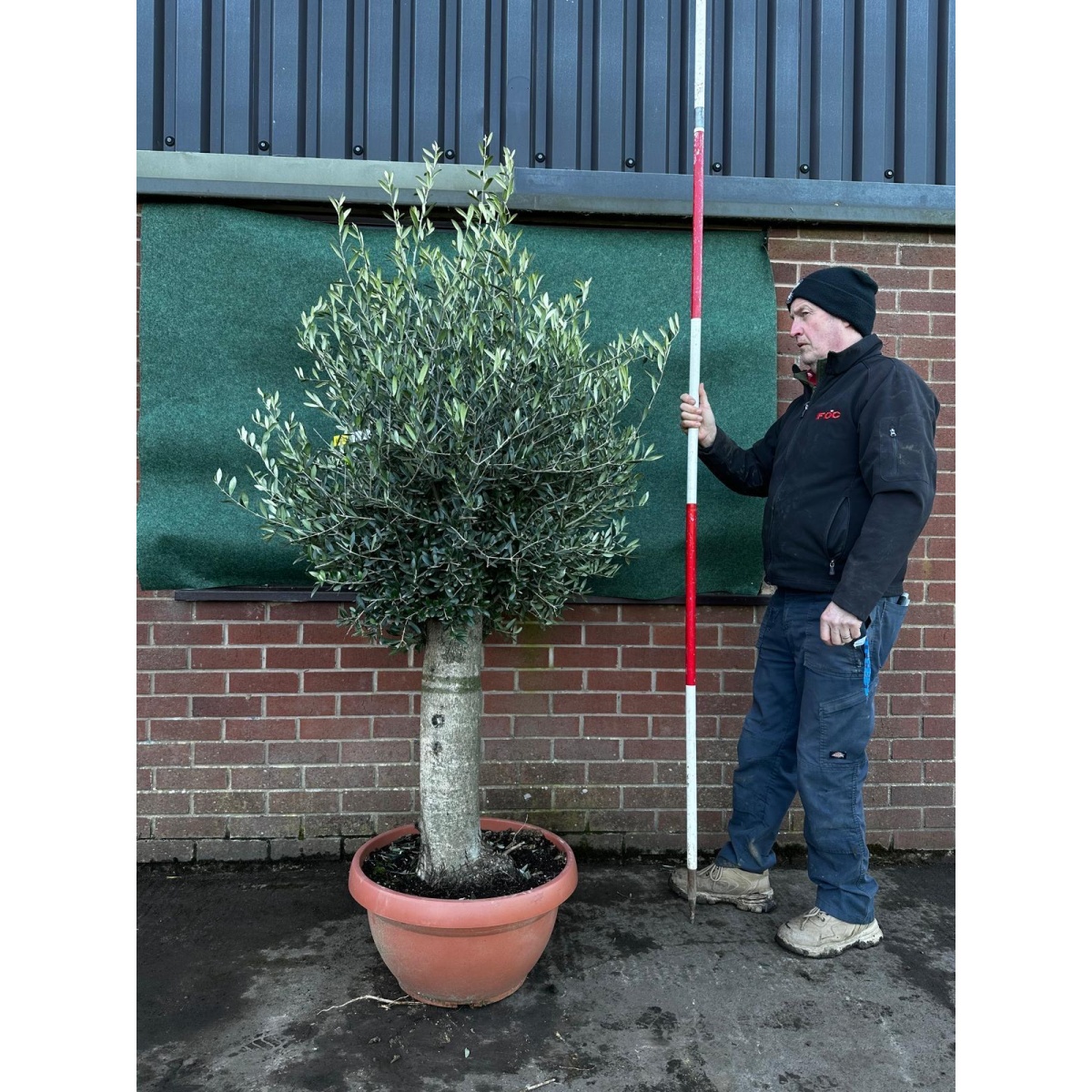 Fabulous Mature Olive Fruit Tree in our Bowl Format - 18229