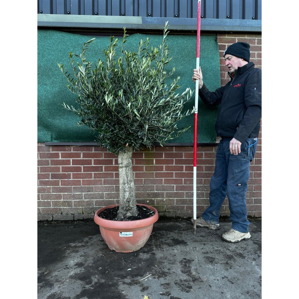 Fabulous Mature Olive Fruit Tree in our Bowl Format - 18230