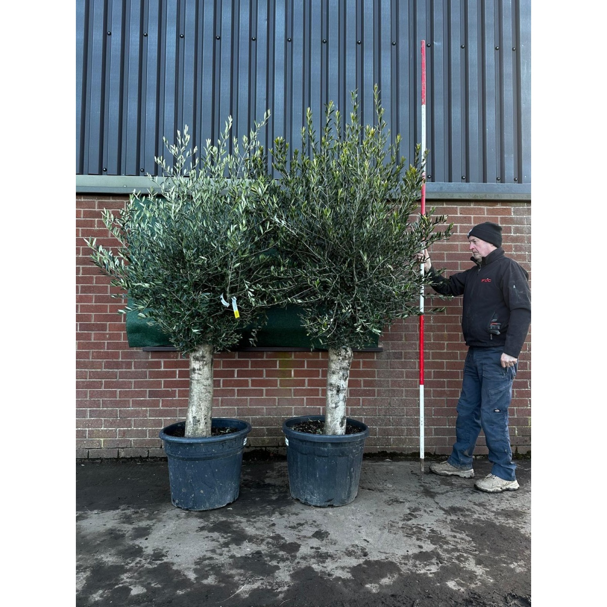 Wonderful PAIR of Mature Olive Fruit Tree Specimens - 18237 - 38