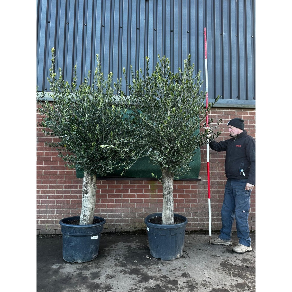 Wonderful DUO of Mature Olive Fruit Tree Specimens - 18239 - 40