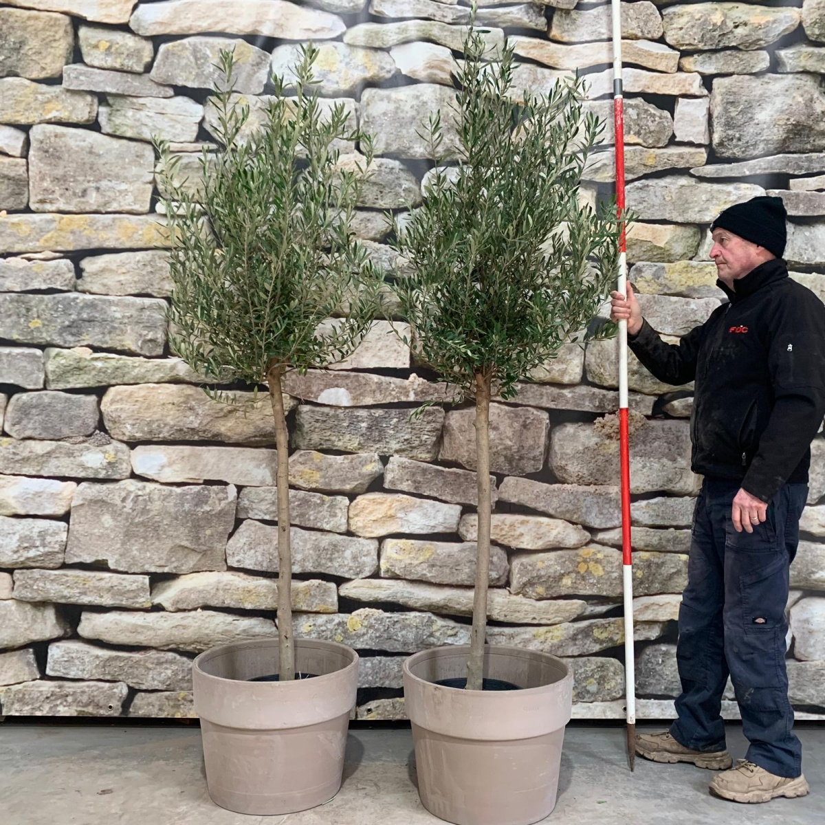 Olive Tree Mature Patio Pair with 50cm Soft Ridged Grey Quality Terracotta