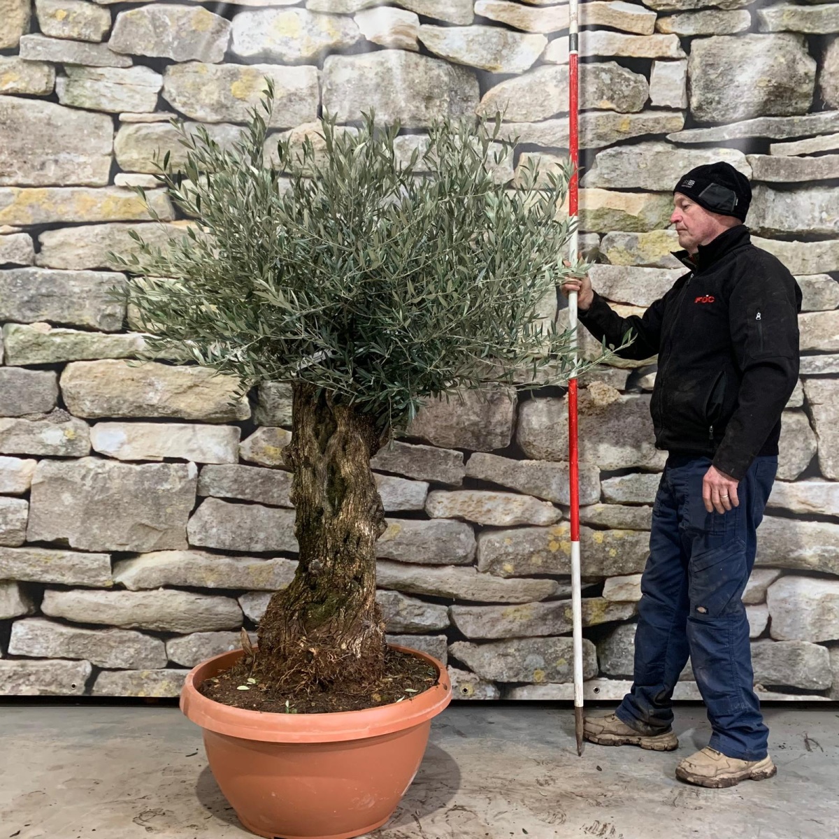 Lovely Specimen Olive Fruit Tree 17444