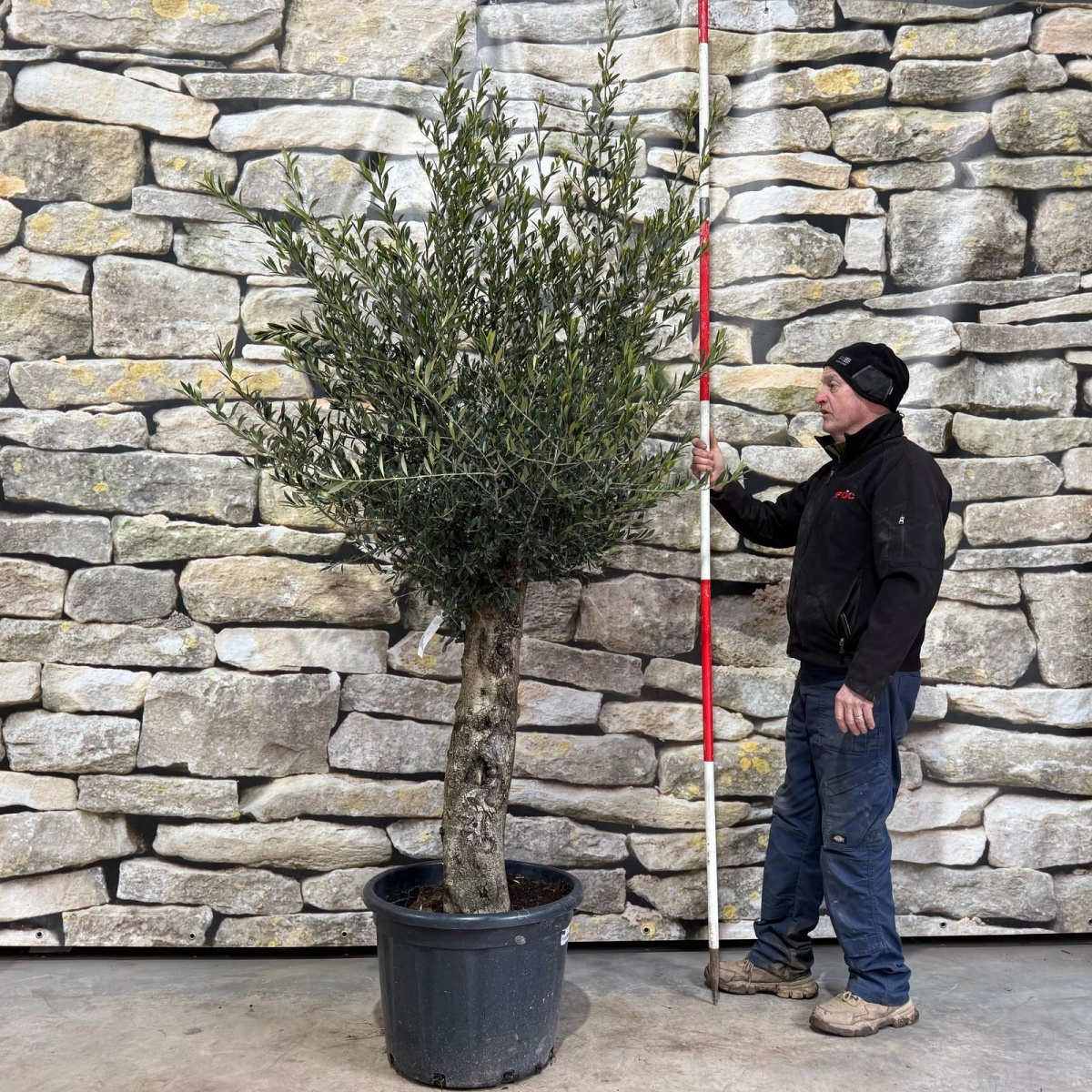 Fabulous  Olive Fruit Tree Specimen 17451