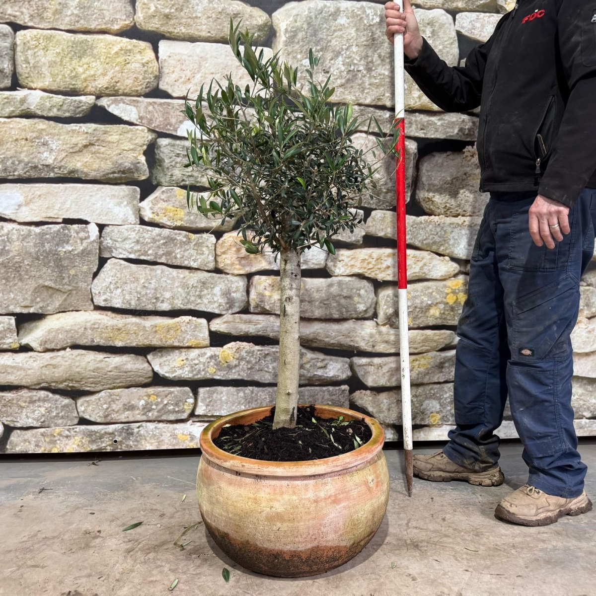 Pruned Mature Olive Fruit Tree in weathered Terracotta - 17457