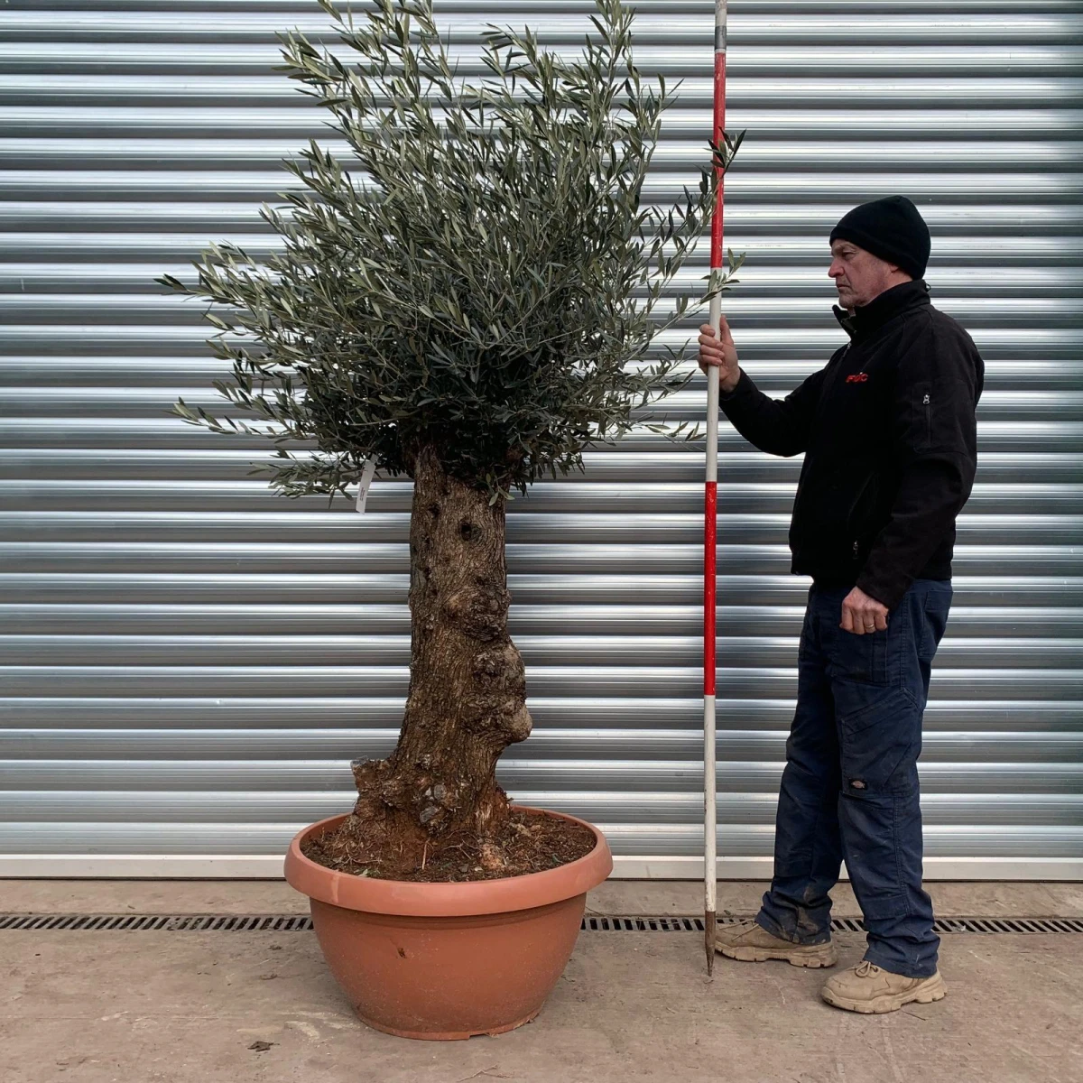 Super Specimen Olive Fruit Tree in Our Bowl Format 17474