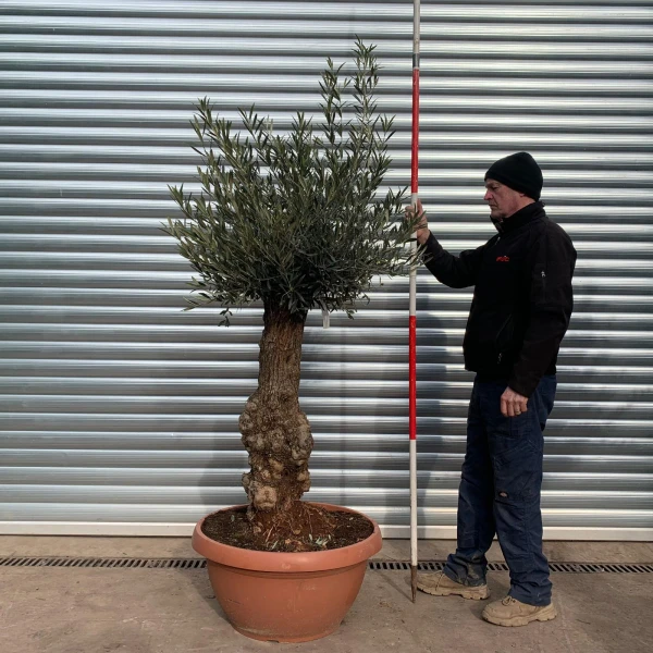 Super Specimen Olive Fruit Tree in Our Bowl Format 17475