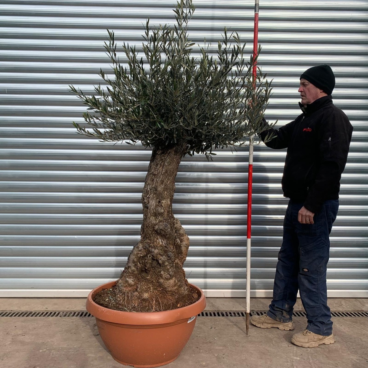 Super Specimen Olive Fruit Tree in Our Bowl Format 17476