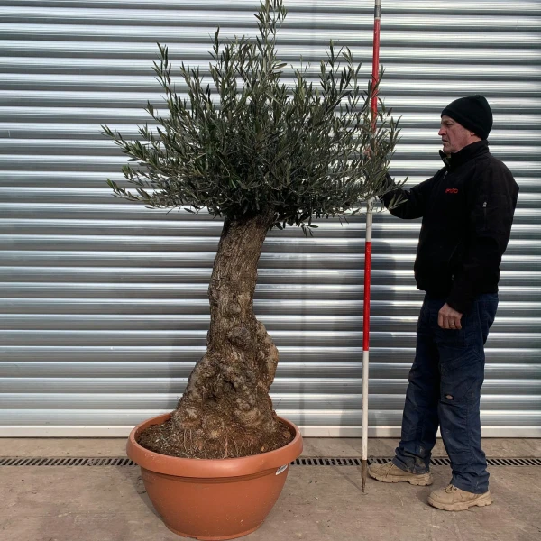 Super Specimen Olive Fruit Tree in Our Bowl Format 17476