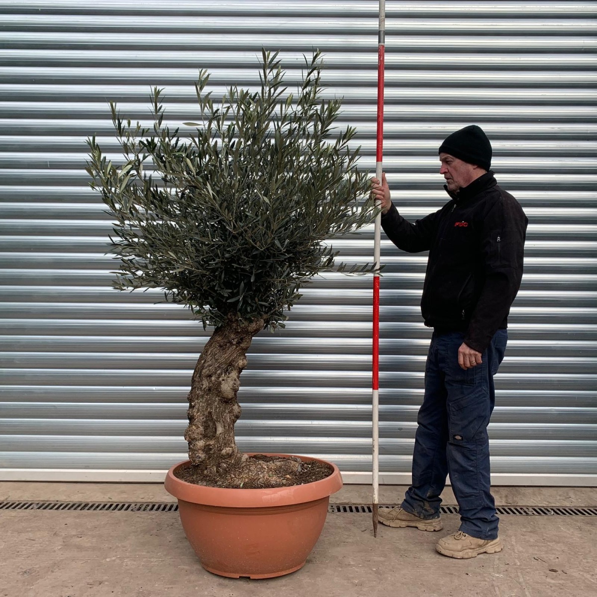 Quirky Specimen Olive Fruit Tree in Our Bowl Format 17477