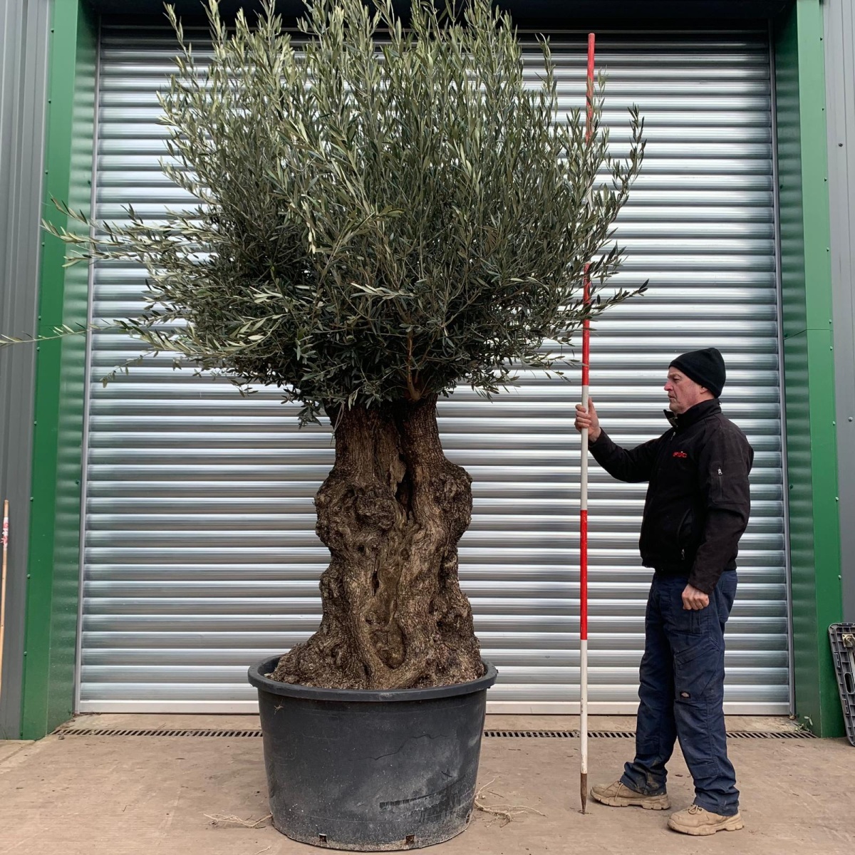 Amazing Specimen Olive Fruit Tree 17478