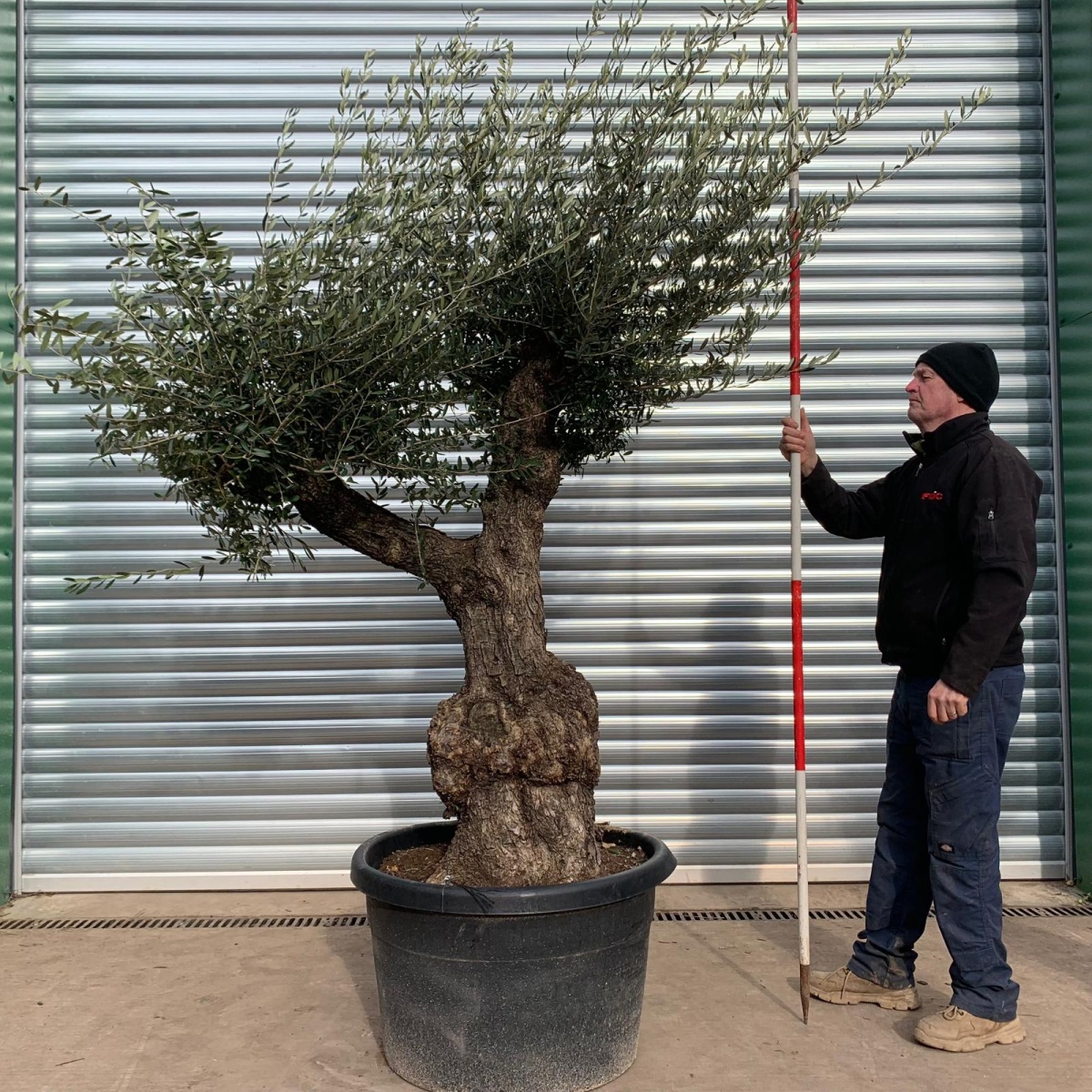 Wonderful Wild Specimen Olive Fruit Tree 17479