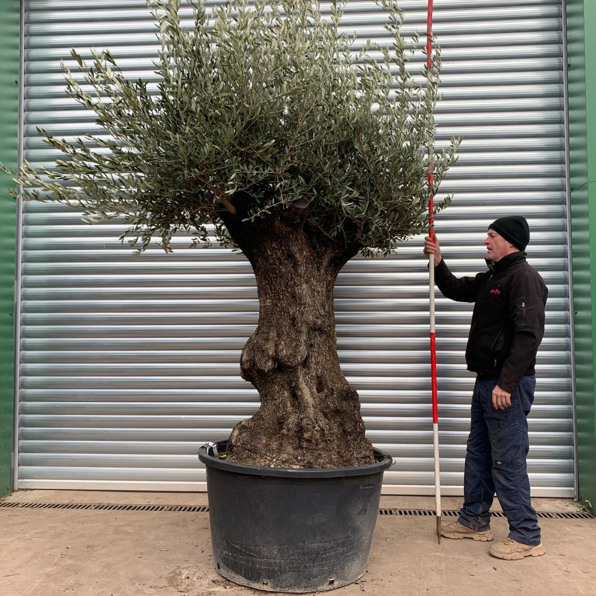 Magnificent Specimen Olive Fruit Tree 17480