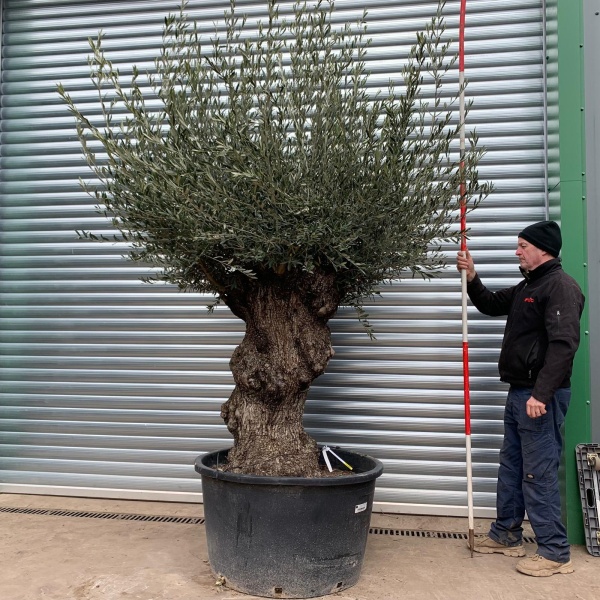 Fabulous Old Olive Fruit Tree Specimen 17481