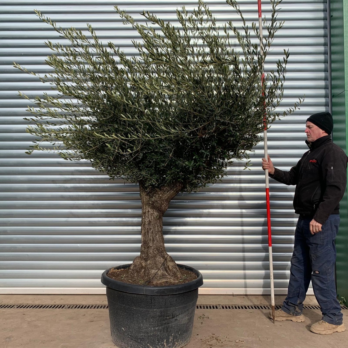 Super Specimen Olive Fruit Tree 17482