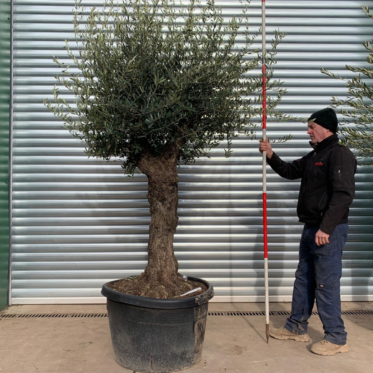 Lovely Branched Specimen Olive Fruit Tree 17483