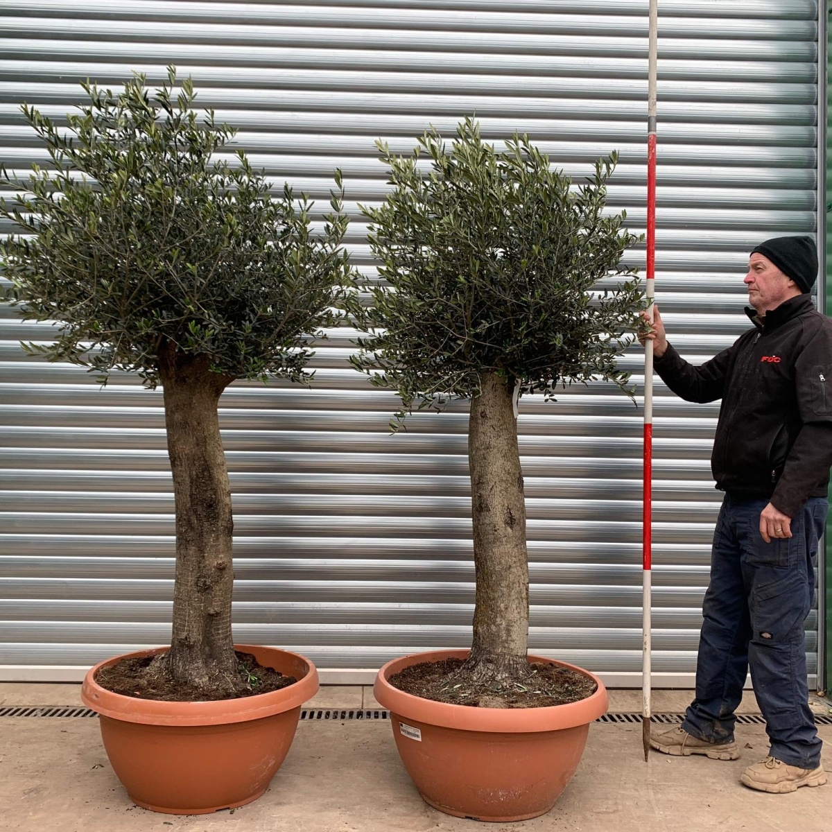 Fabulous PAIR of Mature Olive Fruit Tree Specimens in our Bowl Format -17484 - 85