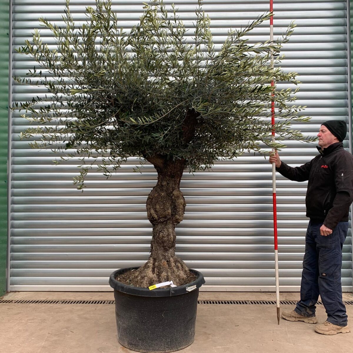 Lovely Branched Specimen Olive Fruit Tree 17487