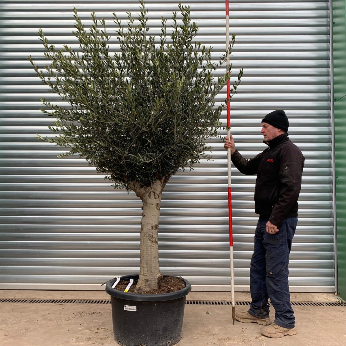 Super Mature Olive Fruit Tree Specimen 17490