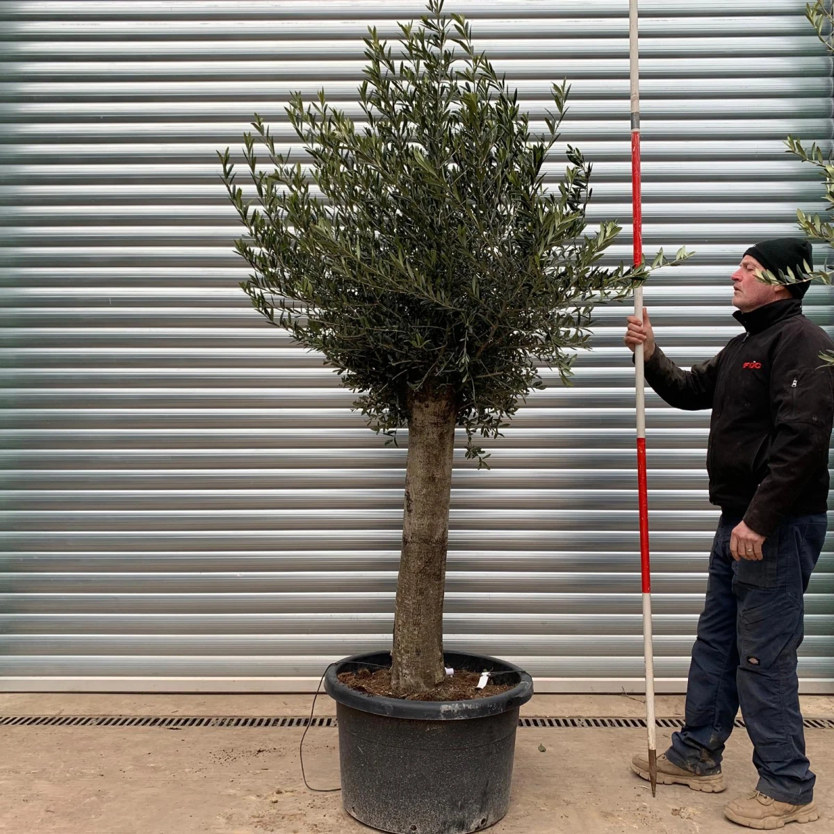 Super Mature Olive Fruit Tree Specimen 17491