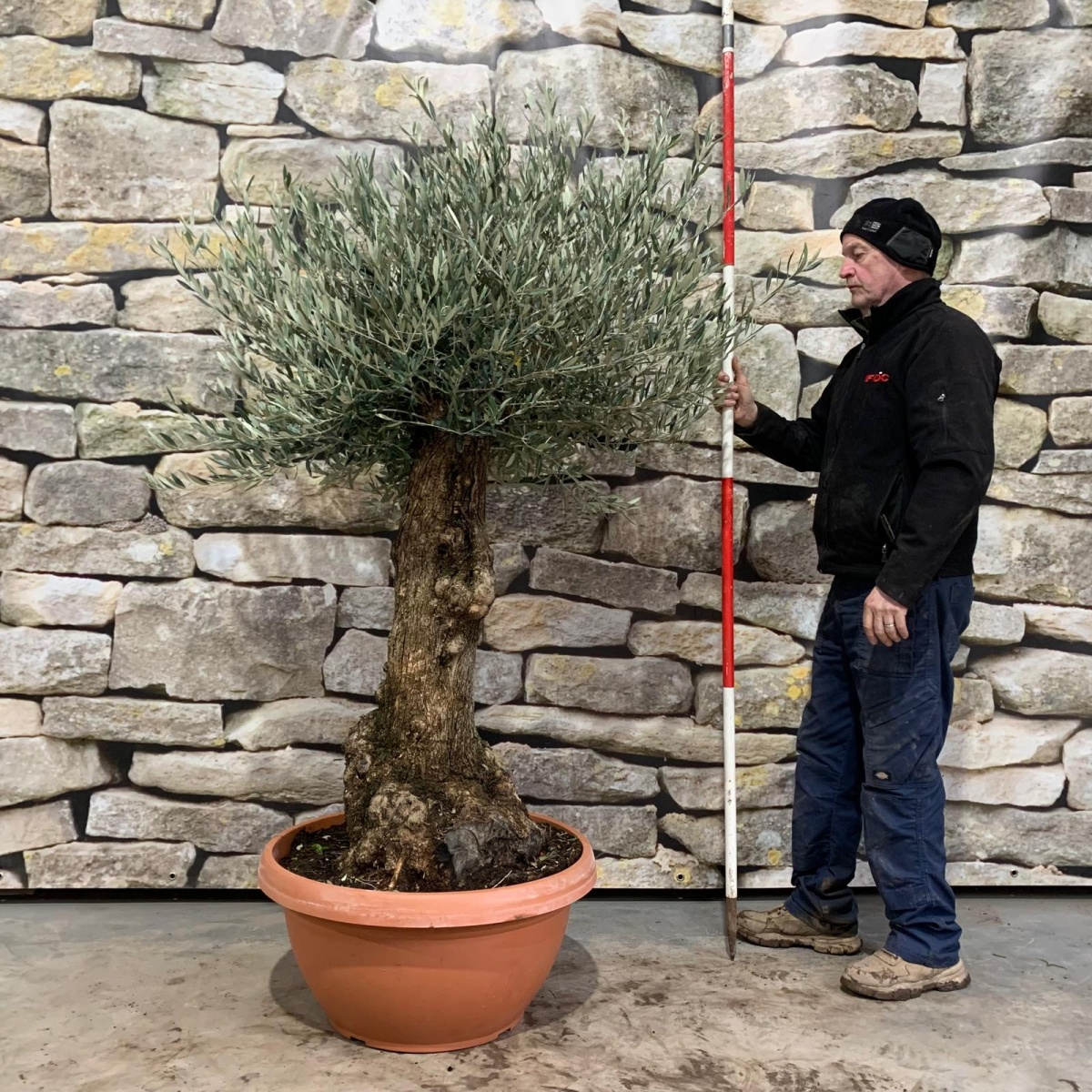 Super Gnarly Specimen Olive Fruit Tree in our Bowl Format 18028