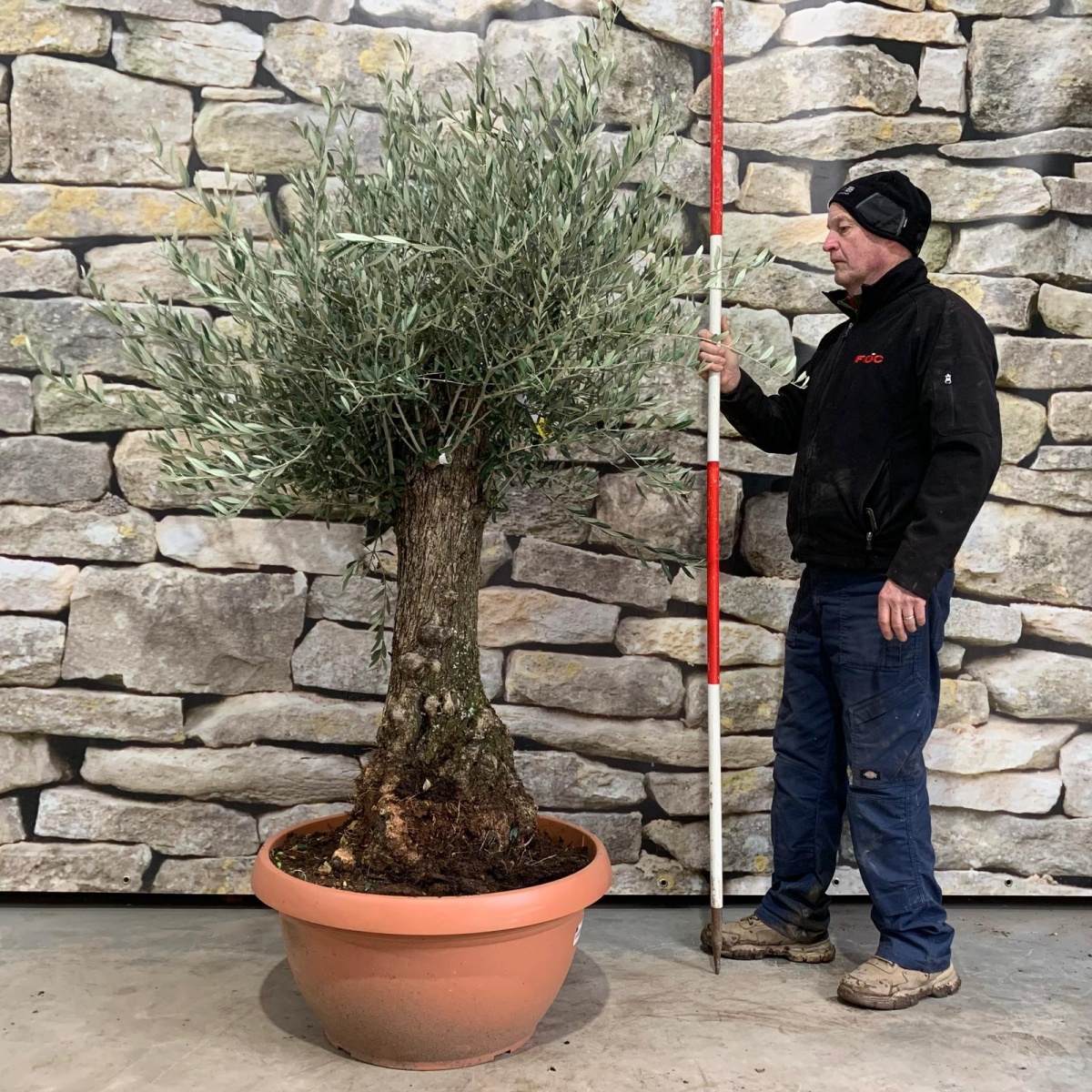 Super Gnarly Specimen Olive Fruit Tree in our Bowl Format 18030