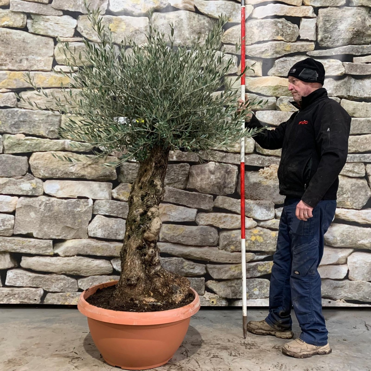 Lovely Gnarly Specimen Olive Fruit Tree in our Bowl Format 18031