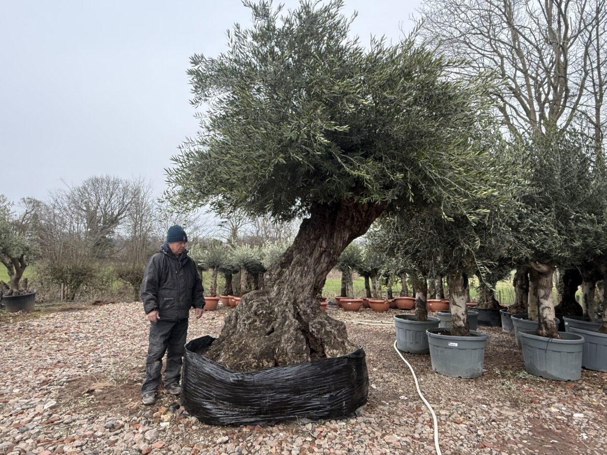 Exceptional Specimen Olive Fruit Trees